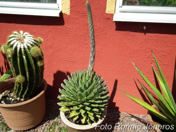 agave viktoria regine